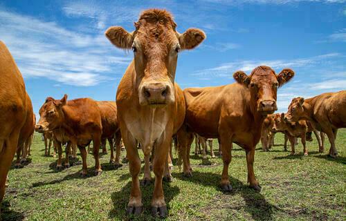 Agronegócios | Agronegócios - Em queda, preço foi boi gordo chega a R$ 324,40, por arroba