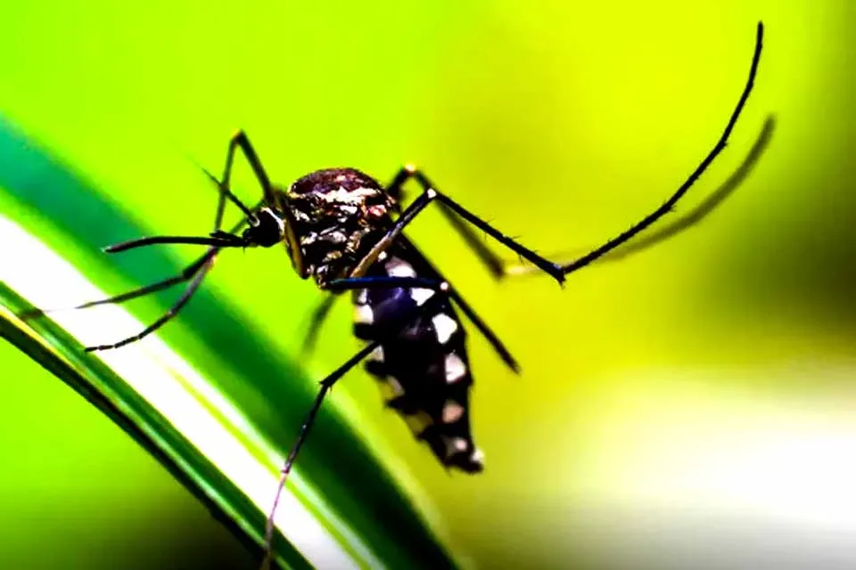 IMUNIZANTE NA REDE PÚBLICA - Ministério da Saúde quer incorporar vacina contra chikungunya ao SUS