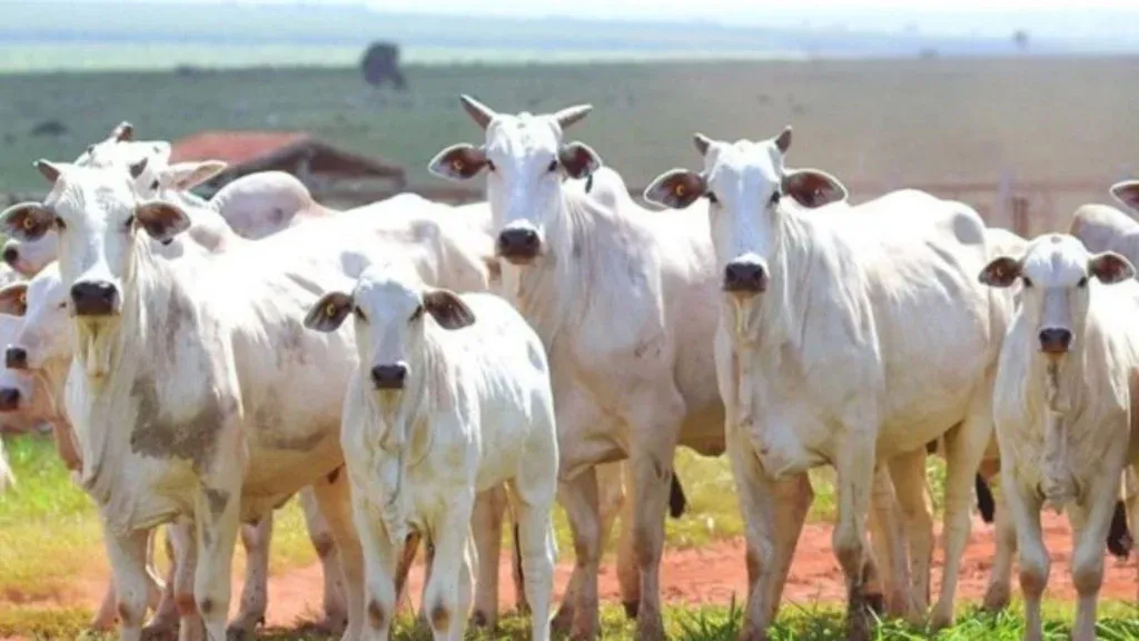 Vídeo - SANIDADE ANIMAL -  “Campeões do Controle” reforça batalha contra as verminoses no Brasil