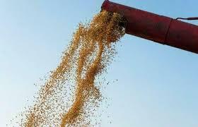 Agronegócios | Agronegócios - Soja começa a quarta-feira (14) com queda no preço, no Paraná