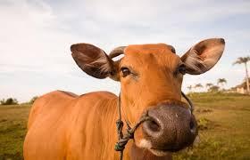 Agronegócios | Boi - Gordo Boi gordo em queda a R$ 302,60