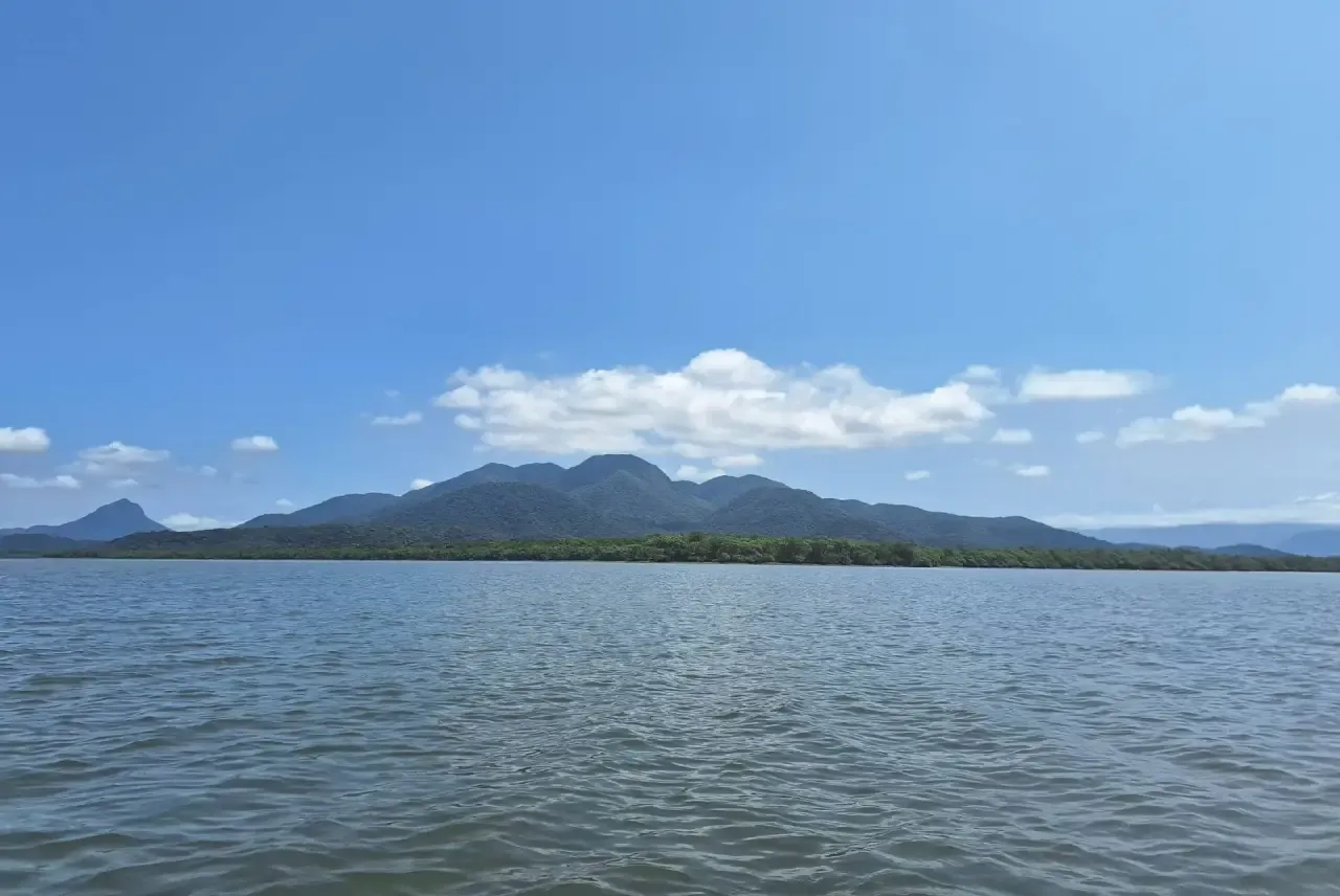 Análises - A importância da rede de colaboração em prol da conservação dos manguezais no litoral norte do Paraná