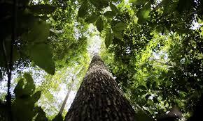 Política | Meio ambiente Licenciamento ambiental: proposta aprovada no Senado unifica procedimentos e simplifica concessão de licenças