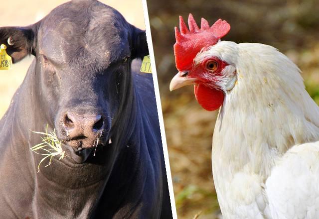 5 PRIMEIROS DIAS DO MÊS - Exportação de carne bovina avança 33,5% e a de aves recua 12% em junho