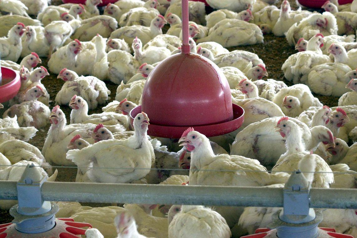 ARTIGO -  Como o maior exportador de carne de frango do mundo enfrenta a influenza aviária