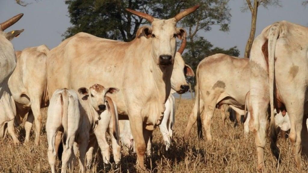 GUERRA TARIFÁRIA - Pecuaristas do interior de São Paulo já sentem impacto de tarifaço de Trump