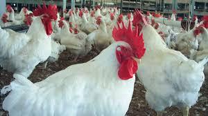 FRANGO/CEPEA: Demanda enfraquecida mantém preços em queda