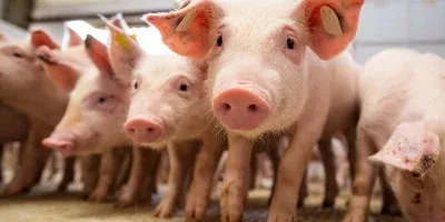 SUÍNOS/CEPEA: Demanda aquecida garante novas altas de preços
