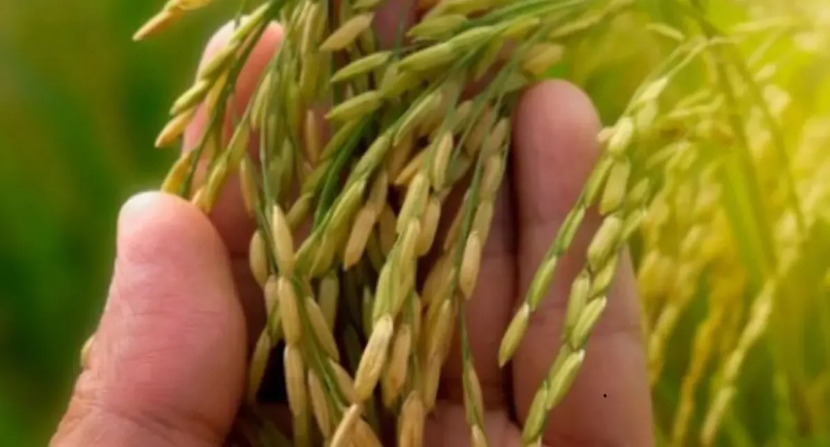 Agro - Arroz da Gente: Zona da Mata, em RO, entra na lista de áreas atendidas pelo PAA Sementes