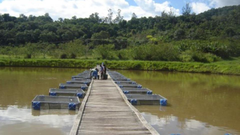 Agro -  Produto natural melhora o crescimento e a saúde da tilápia, peixe de água doce mais consumido do Brasil