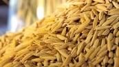 Arroz/Cepea: Preços são os menores desde jan/22