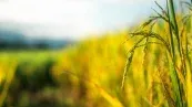 Arroz/Cepea: Rentabilidade é a menor em três anos