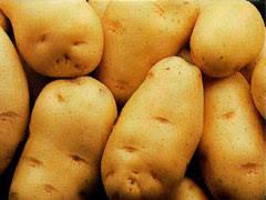 BATATA/CEPEA: Preços seguem em baixos patamares