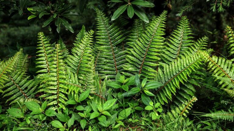 Entretenimento Cientistas descobrem genes que fazem plantas crescerem 2x mais rápido