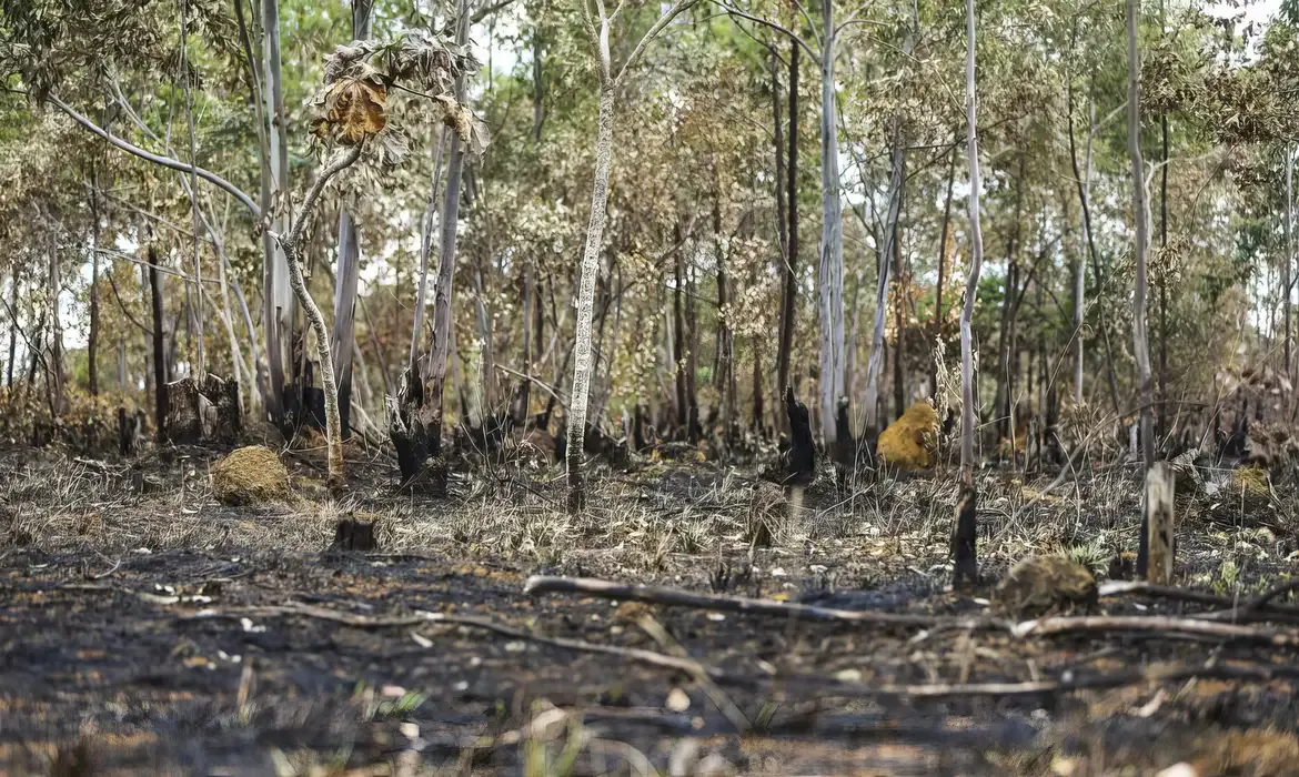 Meio Ambiente Ano de 2025 é quinto com maior área atingida por queimadas até agosto