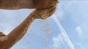 Preço do arroz continua a cair e aumenta preocupação da cadeia produtiva