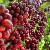 Preços do café robusta recuam em mais de 2% no início da manhã desta 2ª feira (01)