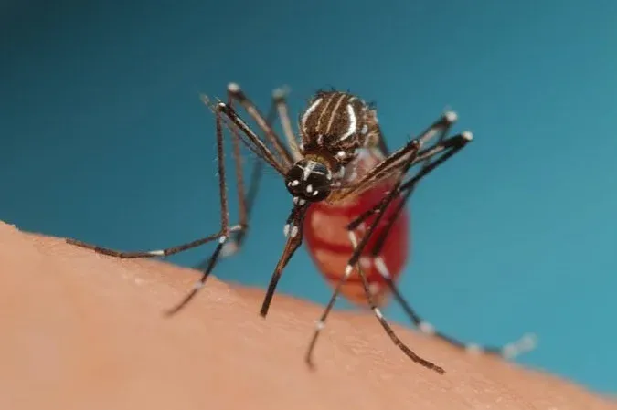 Saúde-Brasil entra em alerta contra a chikungunya