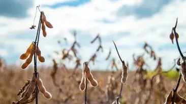 Soja segue estável em Chicago nesta 3ª feira, com foco nos fundamentos e aguardando novo USDA