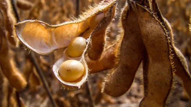 Soja tem dia de novas baixas em Chicago nesta 5ª feira, ainda pressionado pelos fundamentos