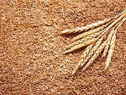 TRIGO/CEPEA: Valor médio no PR em setembro é o mais baixo desde abril/24