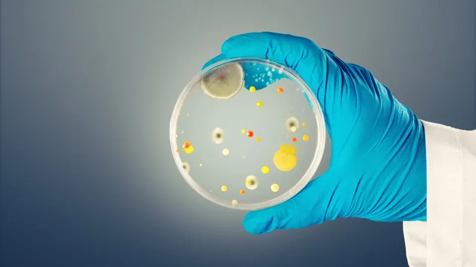 Vírus mortal Candida auris se espalha pela Europa e acende alerta global