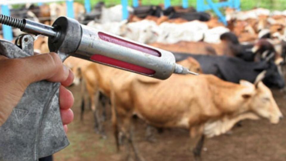 Agro -  Idaron reforça alerta sobre vacinação após confirmação de foco de raiva em Rondônia