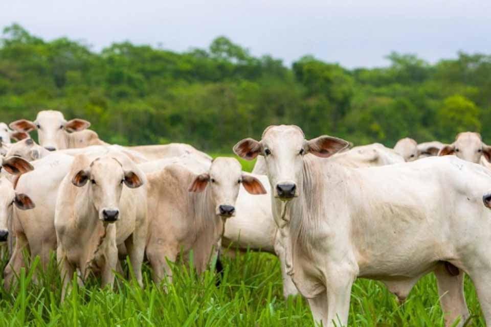 AGRONEGÓCIO - Porto Velho se consolida como potência pecuária; rebanho bovino chega a quase 1,8 milhão de cabeças