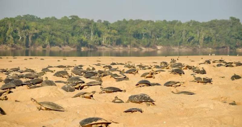 AMEAÇA AMBIENTAL - Tartarugas de água doce enfrentam atraso histórico na desova em Rondônia