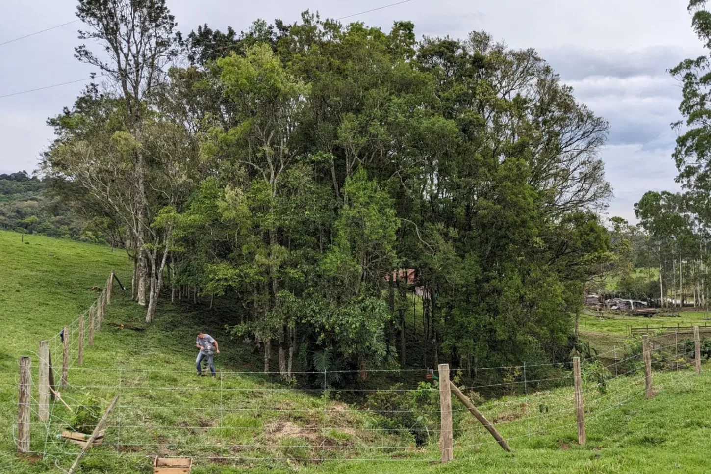 Análises - Conservador das Araucárias: implementar o Código Florestal através da restauração de ecossistemas