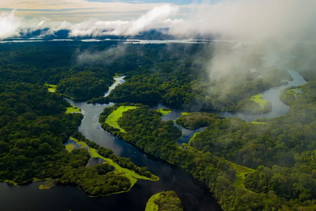 Análises - O futuro da Amazônia se decide agora