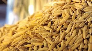 ARROZ/CEPEA: Preço médio é o menor em 14 anos