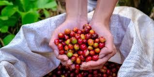 CAFÉ/CEPEA: Produtor aguarda mais chuvas para bom desenvolvimento da safra