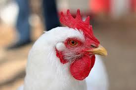 FRANGO/CEPEA: Apesar de gripe aviária, exportação pode bater novo recorde