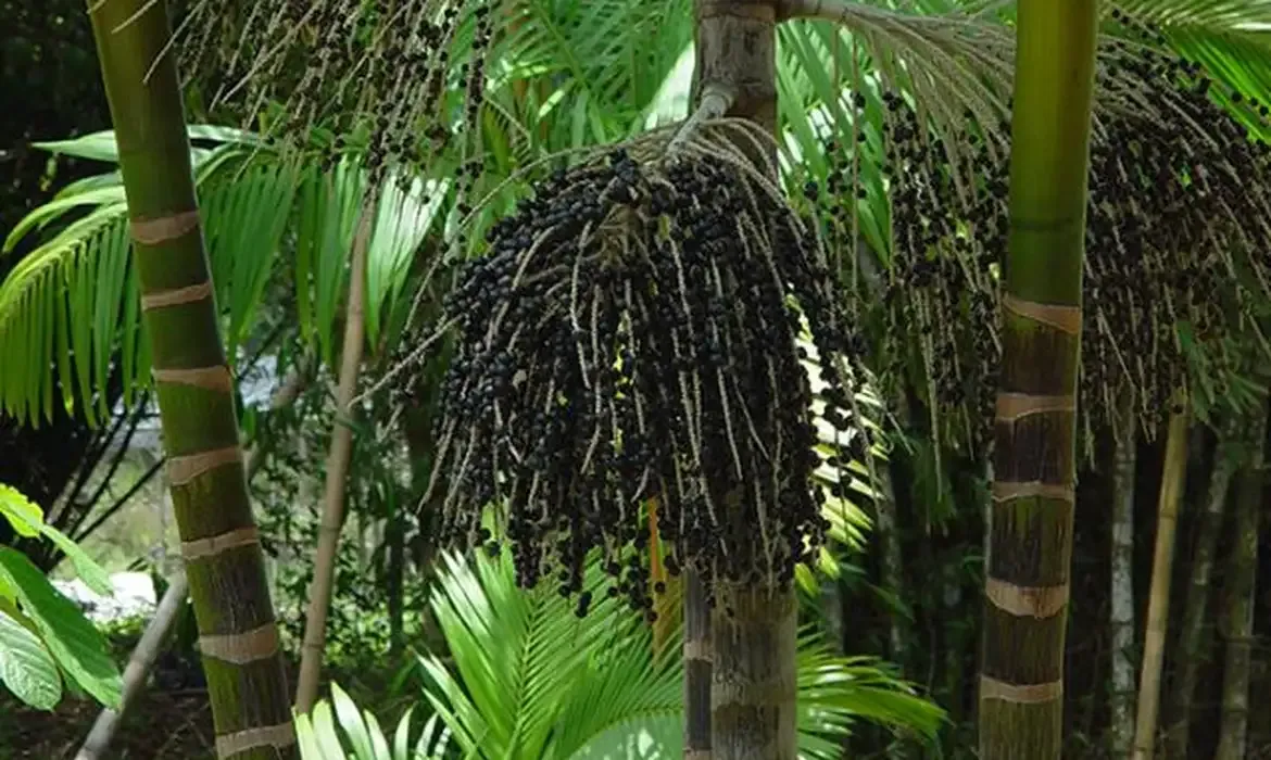 Meio Ambiente - Projeto transforma áreas de queimada em produção sustentável no Marajó