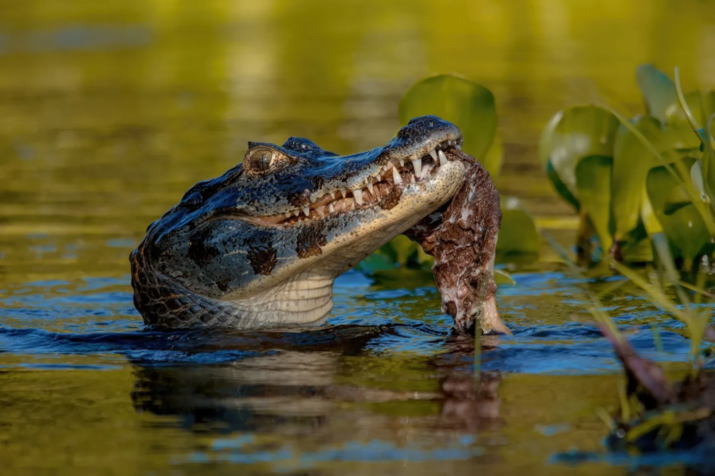 Notícias - Projeto na Câmara quer fechar brechas do Estatuto do Pantanal