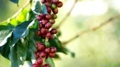 Oferta limitada mantém volatilidade dos preços do café, que trabalhavam em lados opostos na manhã desta 5ª feira (09)