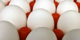 OVOS/CEPEA: Diferença entre preços do branco e vermelho é a menor desde nov/24