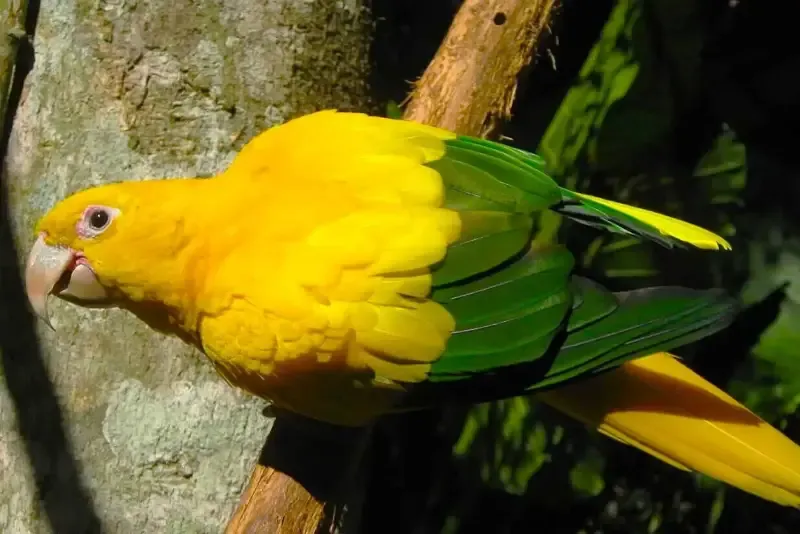 Reportagens - Área ambiental soube pelo noticiário da exportação de aves silvestres vivas