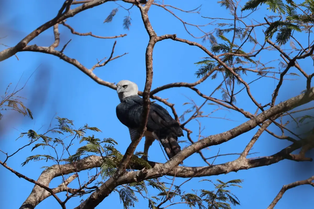 Reportagens - Avanço da mineração no Pantanal ameaça a harpia e outras espécies
