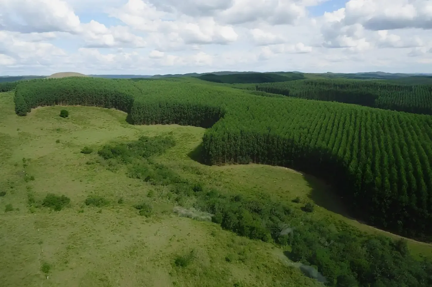 Salada Verde - Agro superou área com vegetação nativa do Pampa