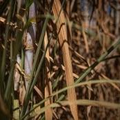 Açúcar avança nesta sexta com suporte em expectativas sobre política indiana de etanol