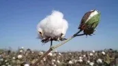 Algodão/Cepea: Posição firme de produtores sustenta cotação