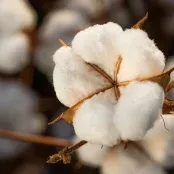 Algodão/Cepea: Preço interno se mantém firme; exportações estão intensas