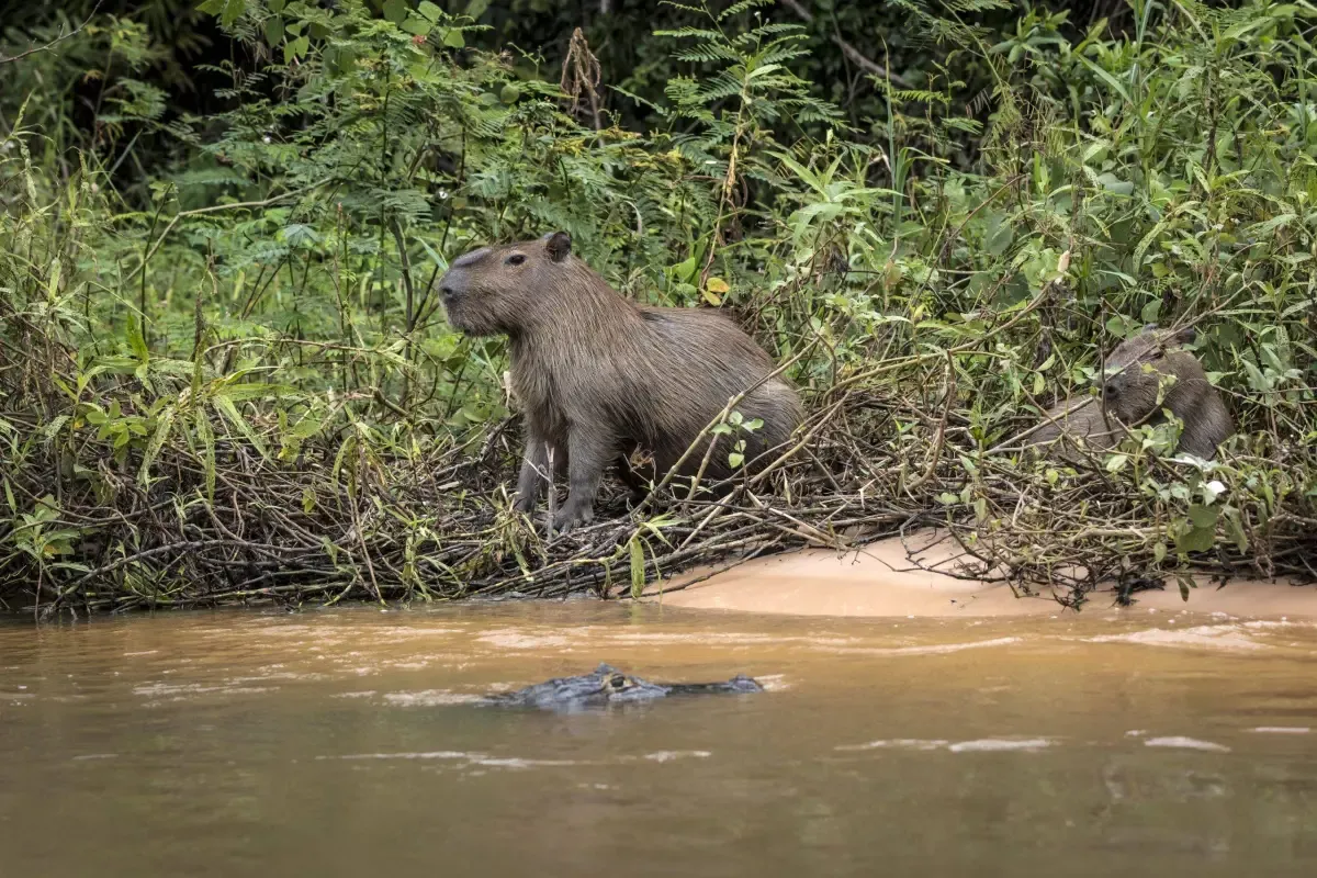 Análises ONGs reforçam elo entre biodiversidade e clima na COP 30 em Belém