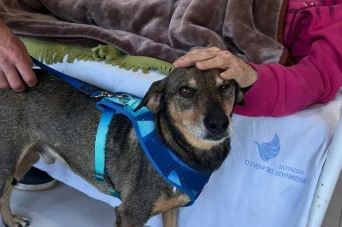 BICHOS - Terapia com animais ganha espaço em hospitais, escolas e projetos sociais