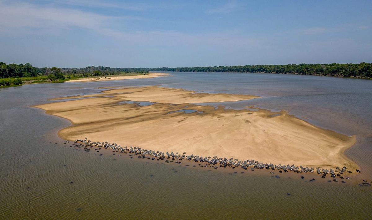 Geral - Cheia histórica do Rio Guaporé desafia desova das tartarugas e acende alerta ambiental em Rondônia