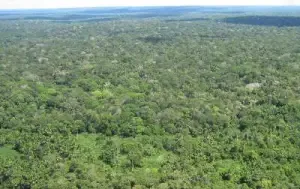 Notícias - Justiça acata pedido do MPF e suspende projeto de carbono no Amazonas