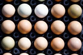 OVOS/CEPEA: Preço interno se enfraquece; embarques reagem