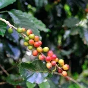 Preços do café robusta trabalhavam em campo misto em Londres na manhã desta 5ª feira (27)